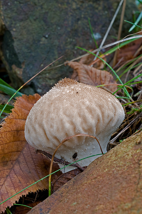 Funghi, mushroom, fungi, fungus, val d'Aveto, Nature photography, macrofotografia, fotografia naturalistica, close-up, mushrooms, val graveglia